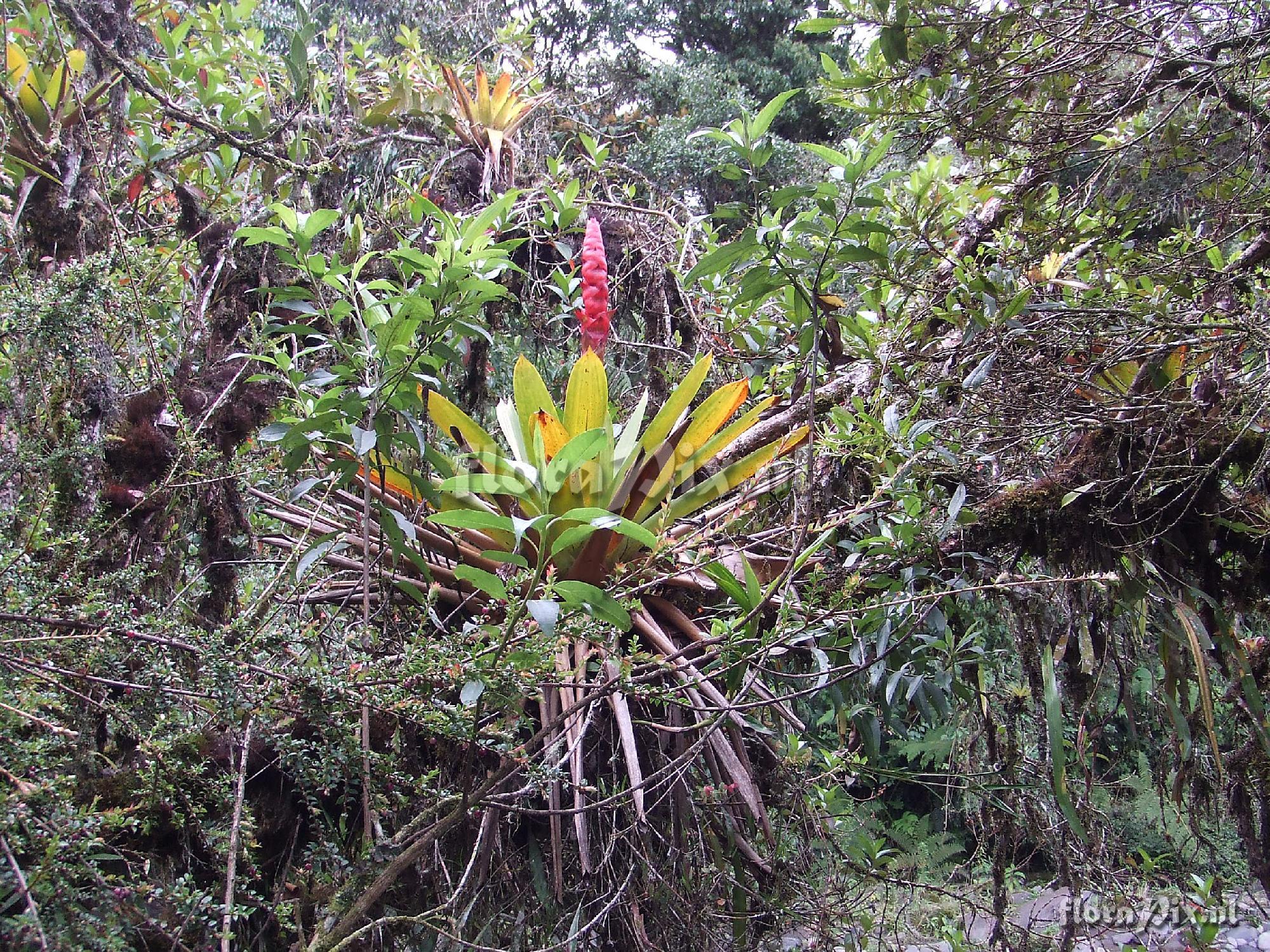 Mezobromelia capituligera