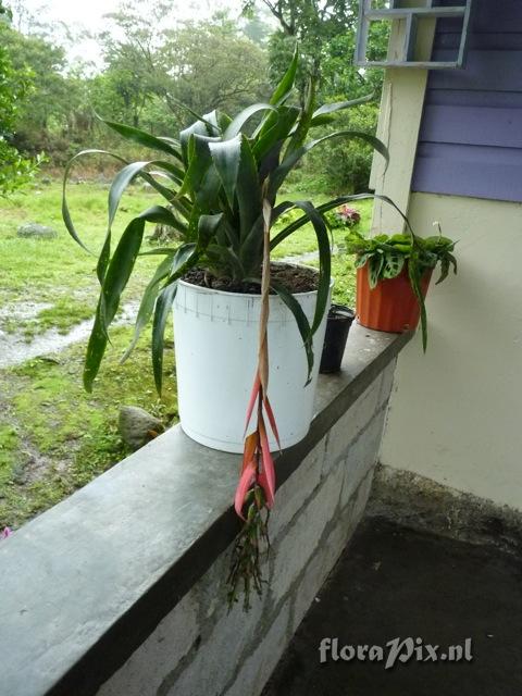 Billbergia 