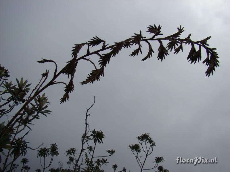 Tillandsia  clavigera