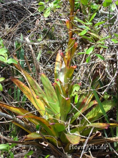 Tillandsia  clavigera