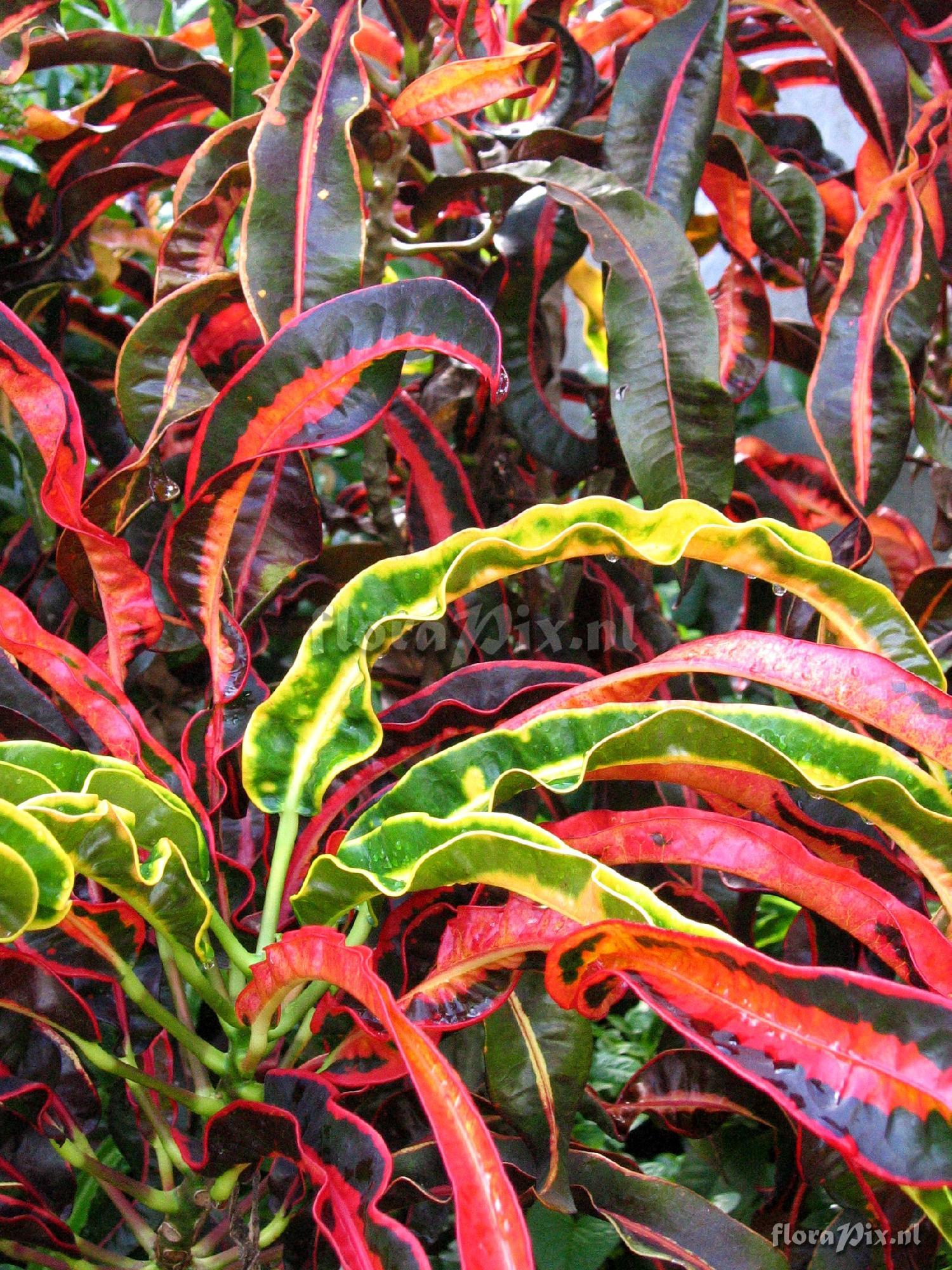 Codiaeum (Croton) sp. Euphorbiaceae