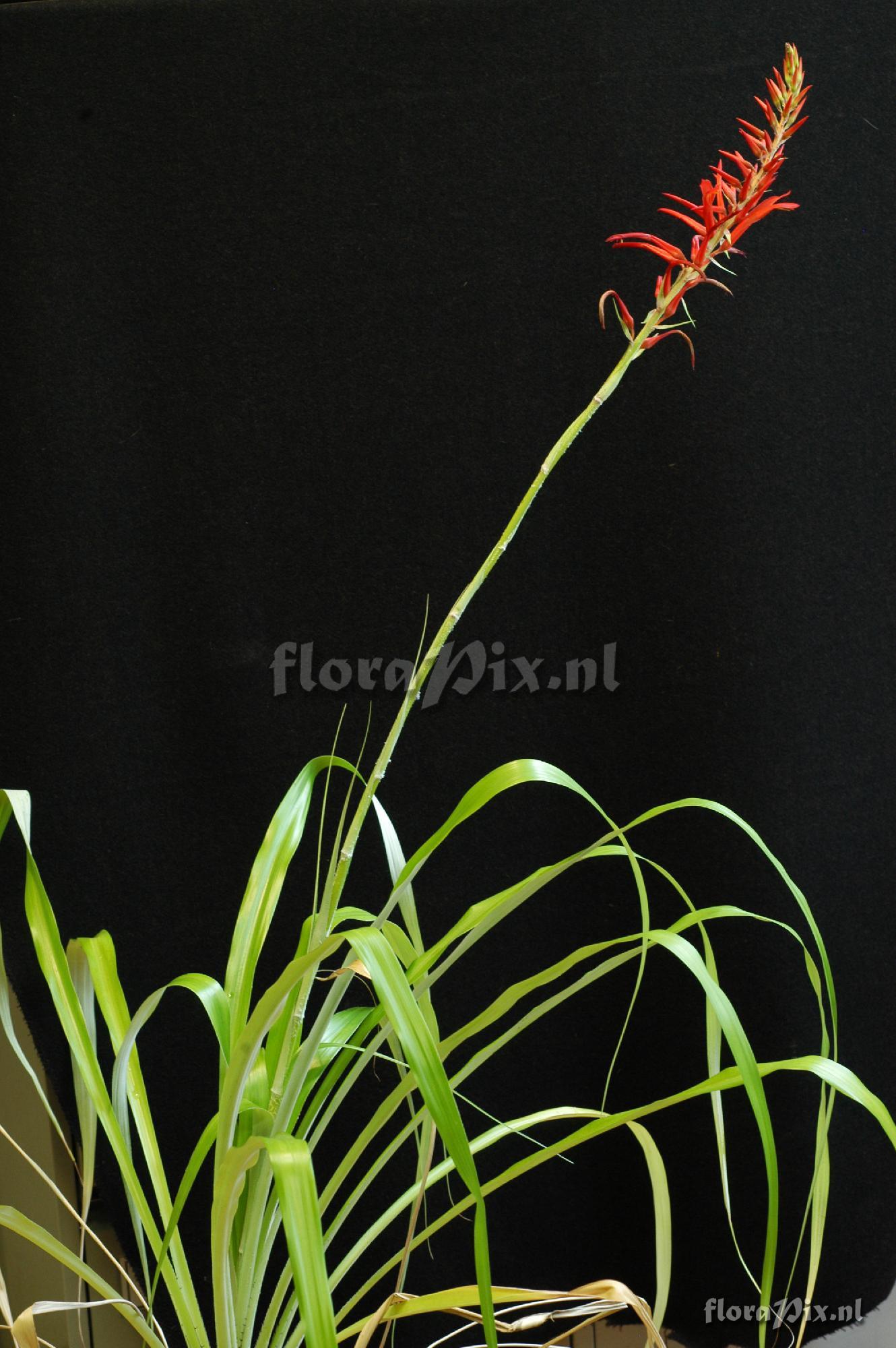 Pitcairnia spicata