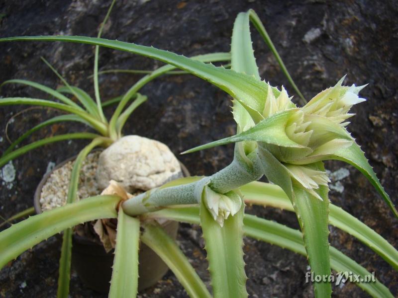 Orthophytum sp (OR 04)