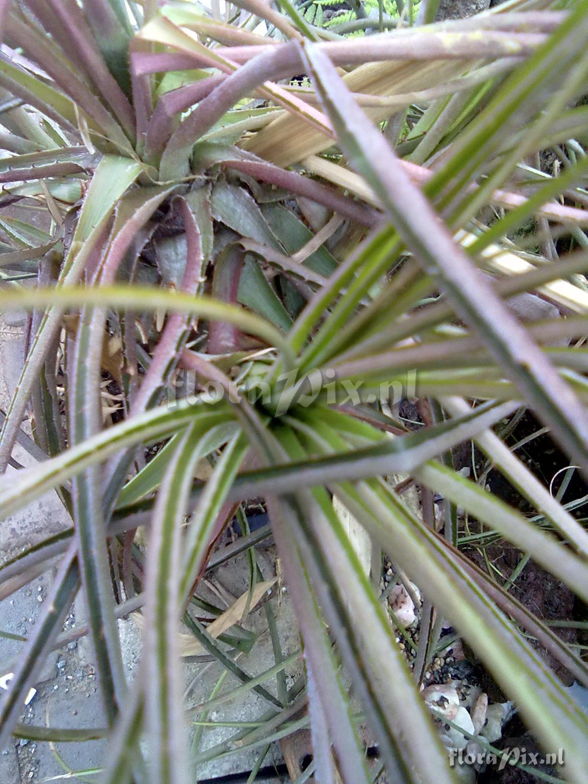 Puya mirabilis