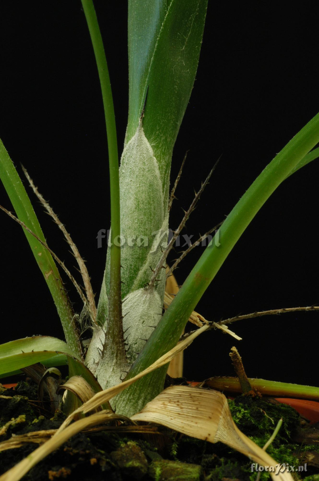 Pitcairnia bergii