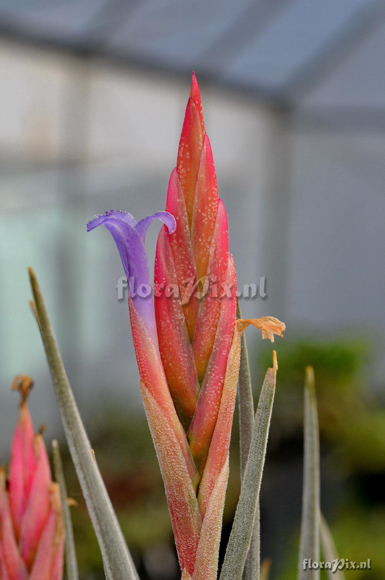 Tillandsia sp.