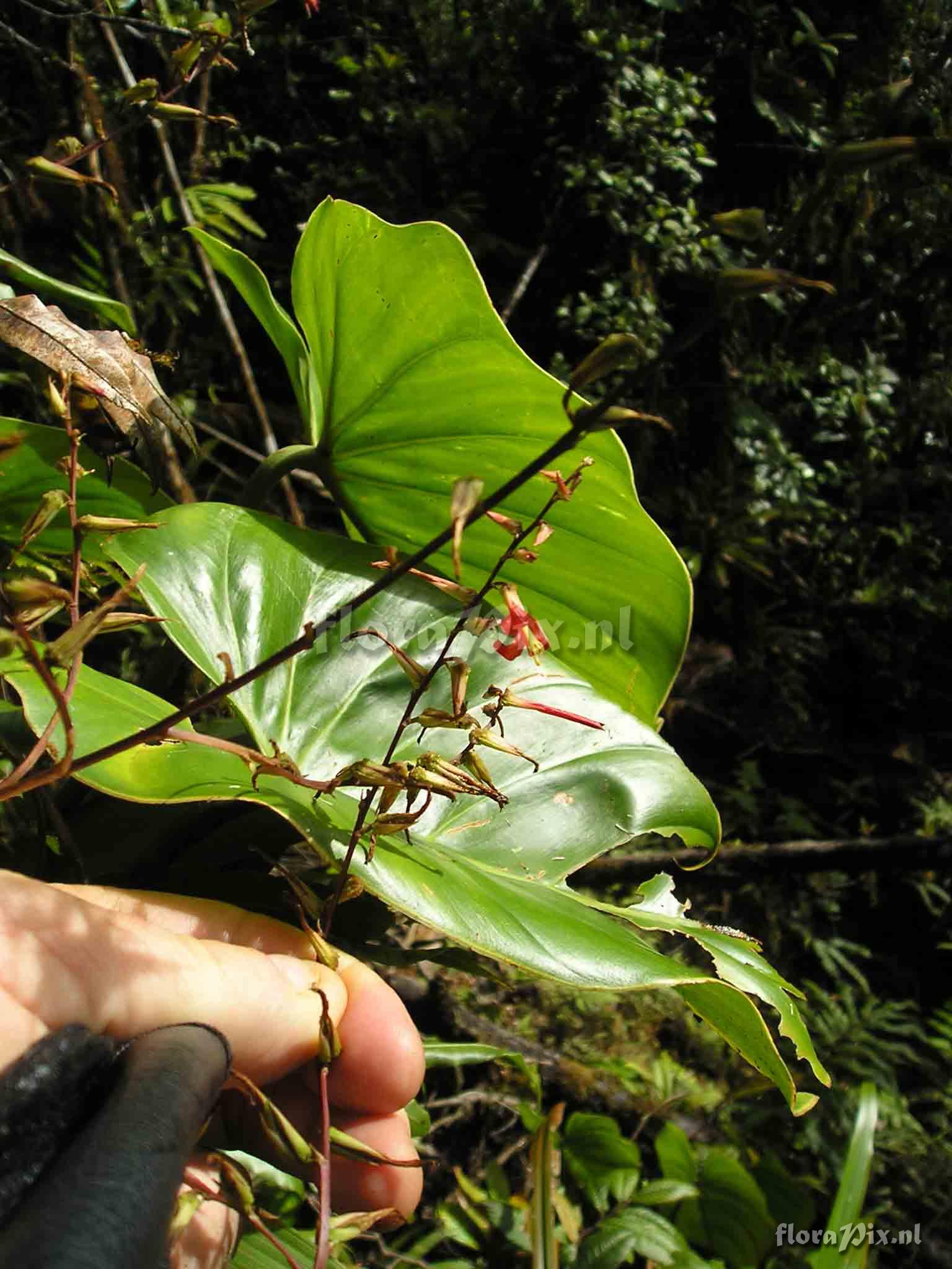 Pitcairnia cf. valeroi