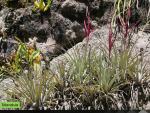 Tillandsia (Vriesea) andreettae