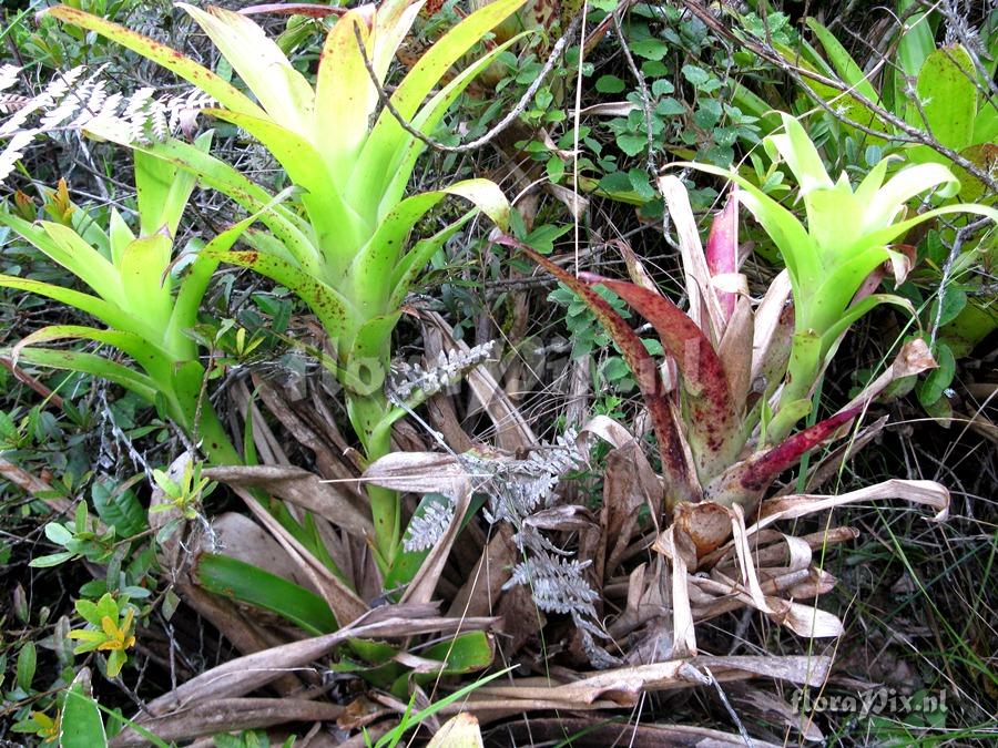 Tillandsia pyramidata var. vivipara