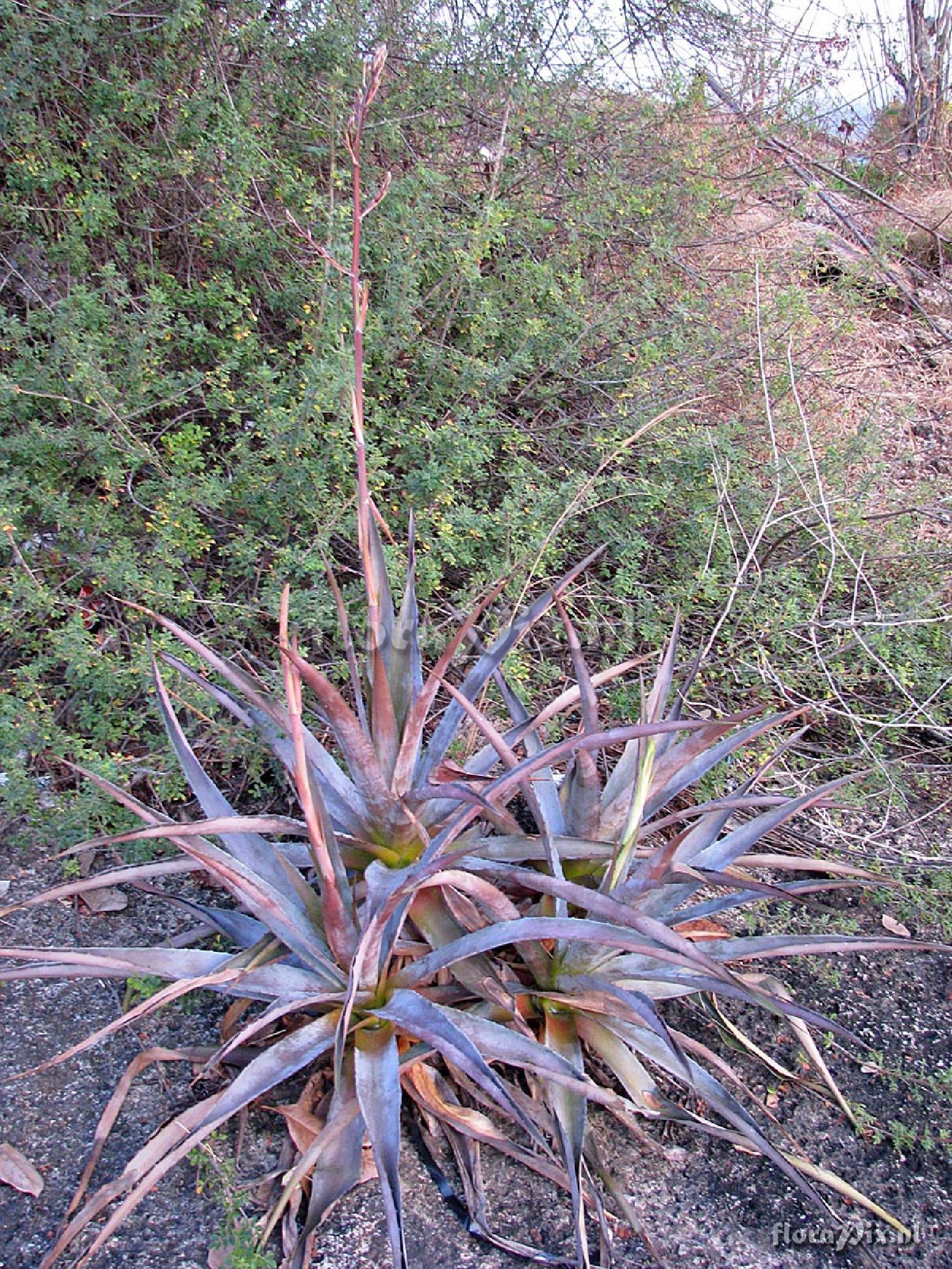 Pitcairnia pruinosa