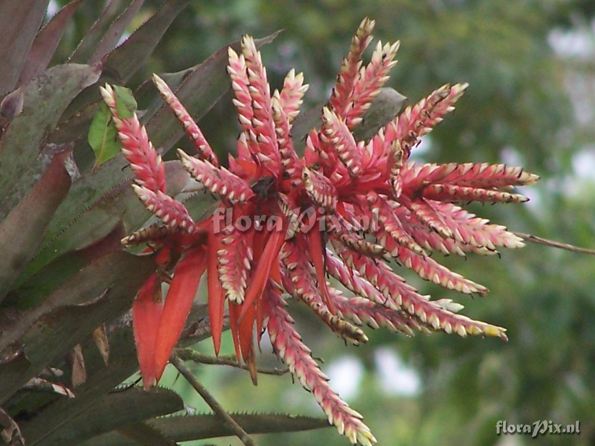 Aechmea retusa