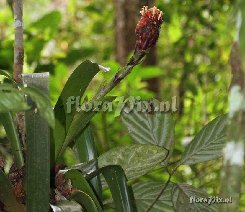 Guzmania claviformis