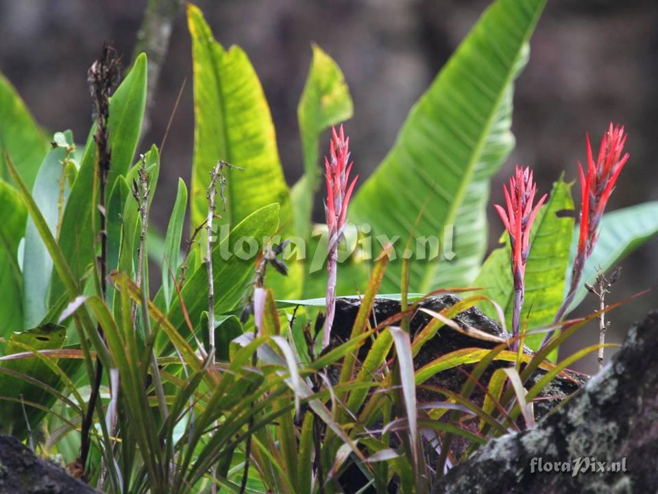 Pitcairnia cf pavonii