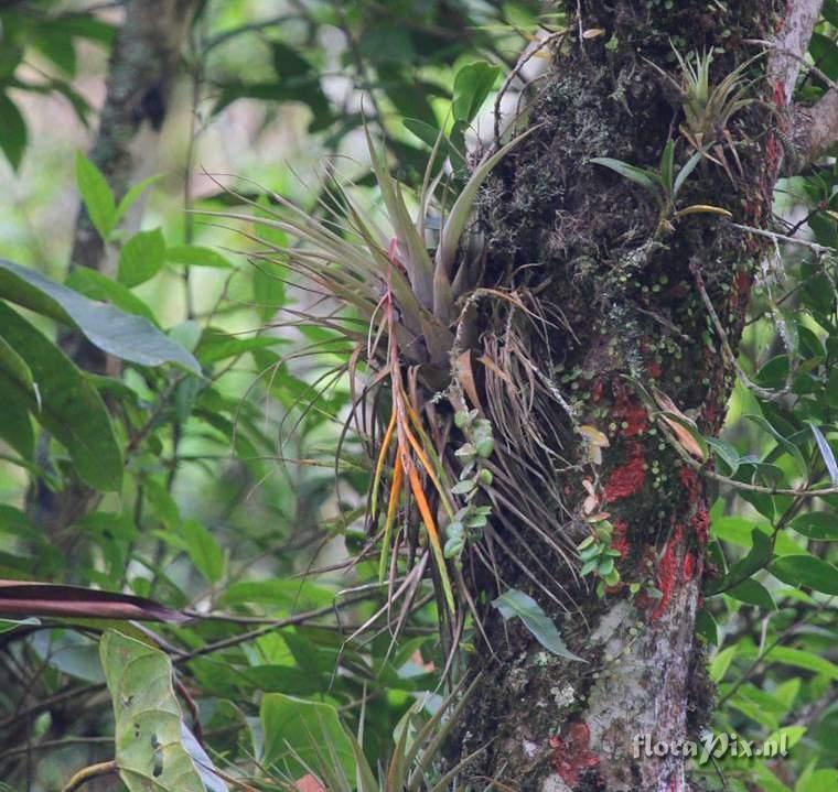 Tillandsia barthlottii