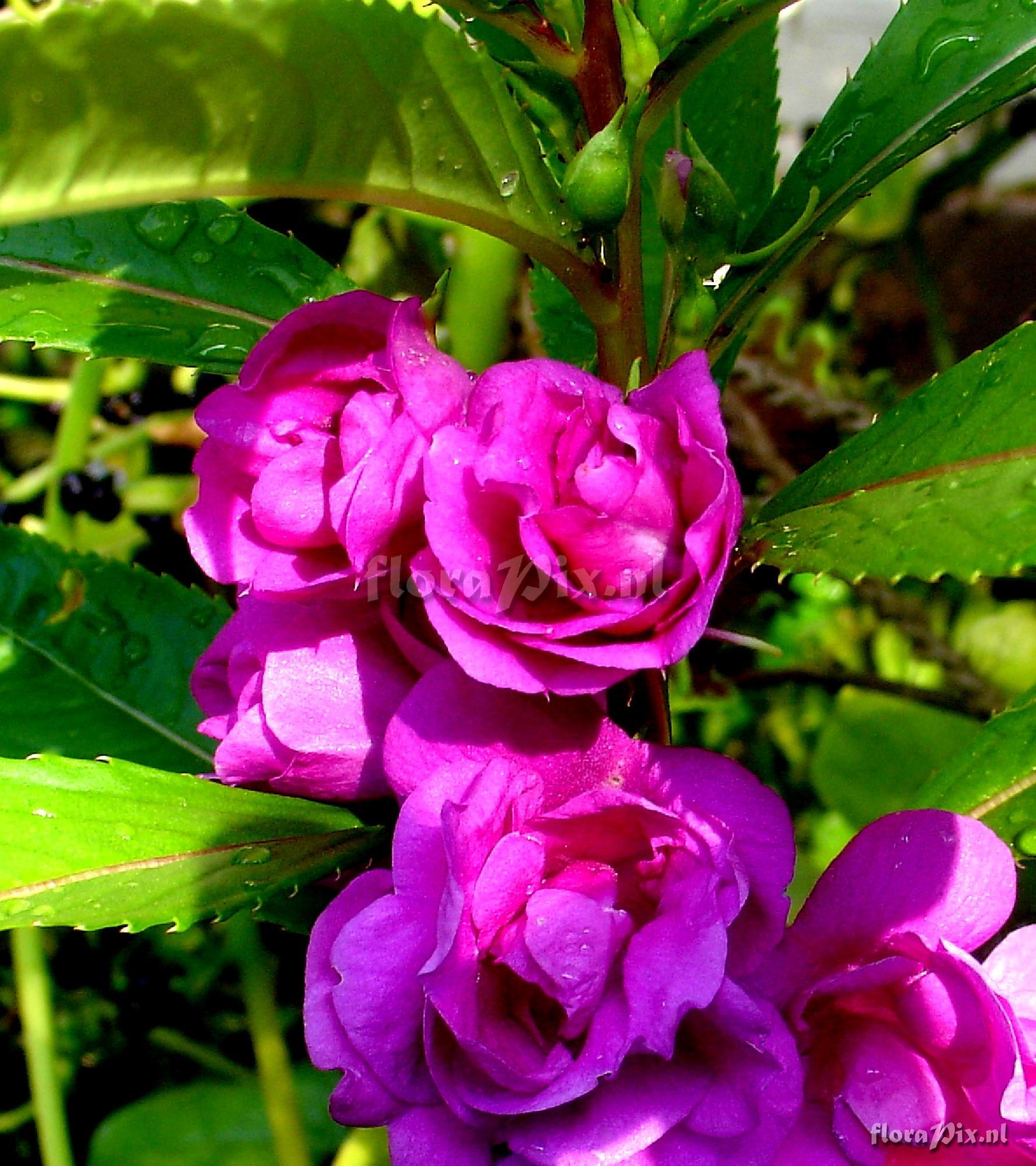 Impatiens sp. Balsaminaceae