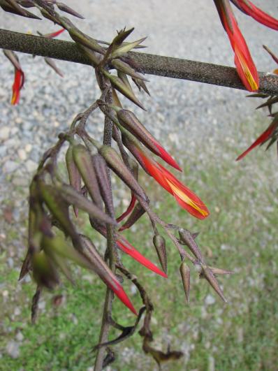 Pitcairnia paniculata