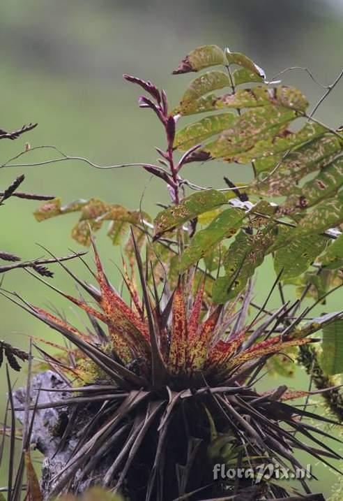 Tillandsia barbeyana