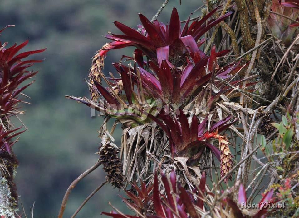 Tillandsia ionochroma