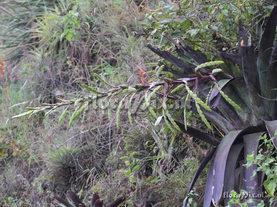 Tillandsia lymanii