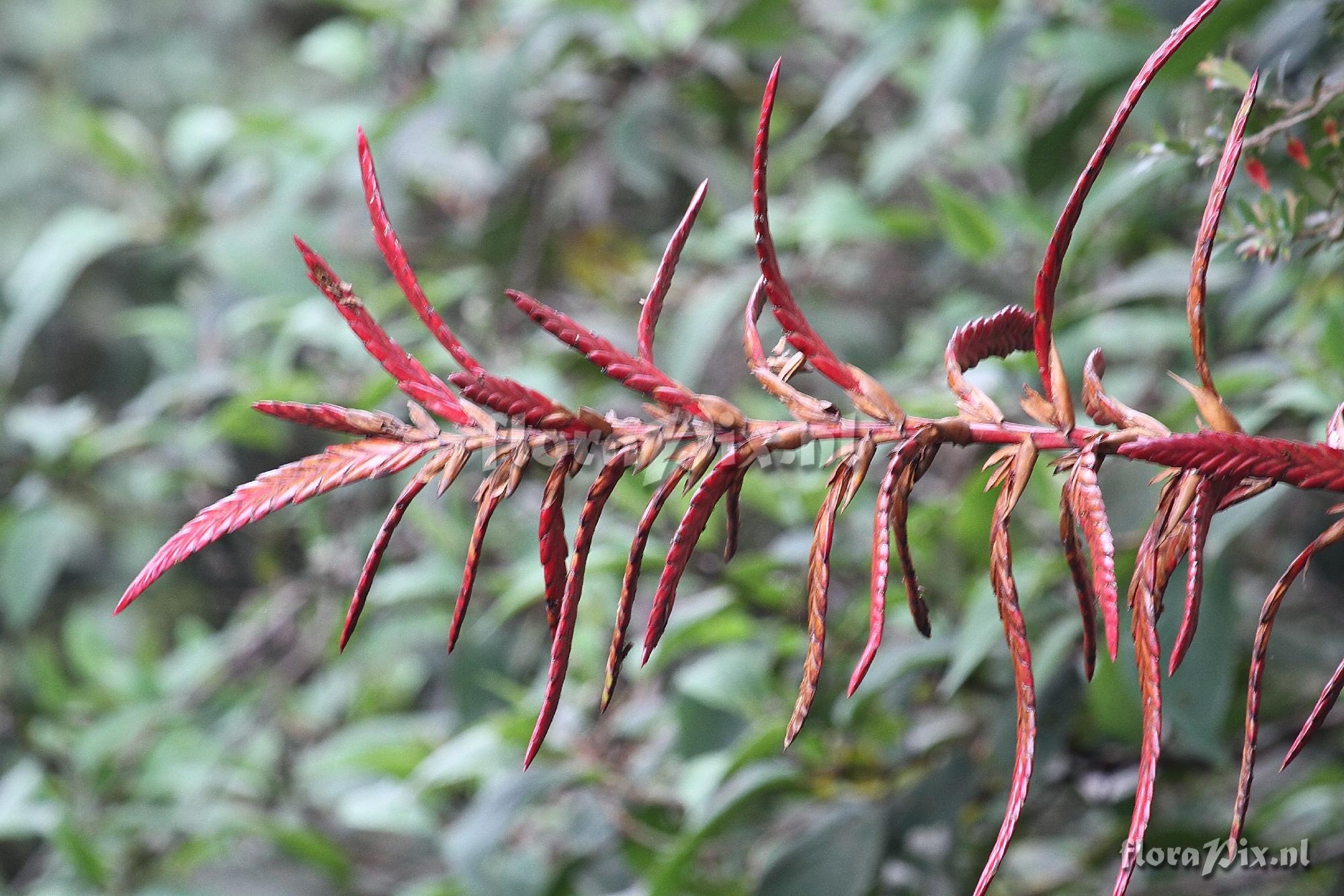 Tillandsia fendleri