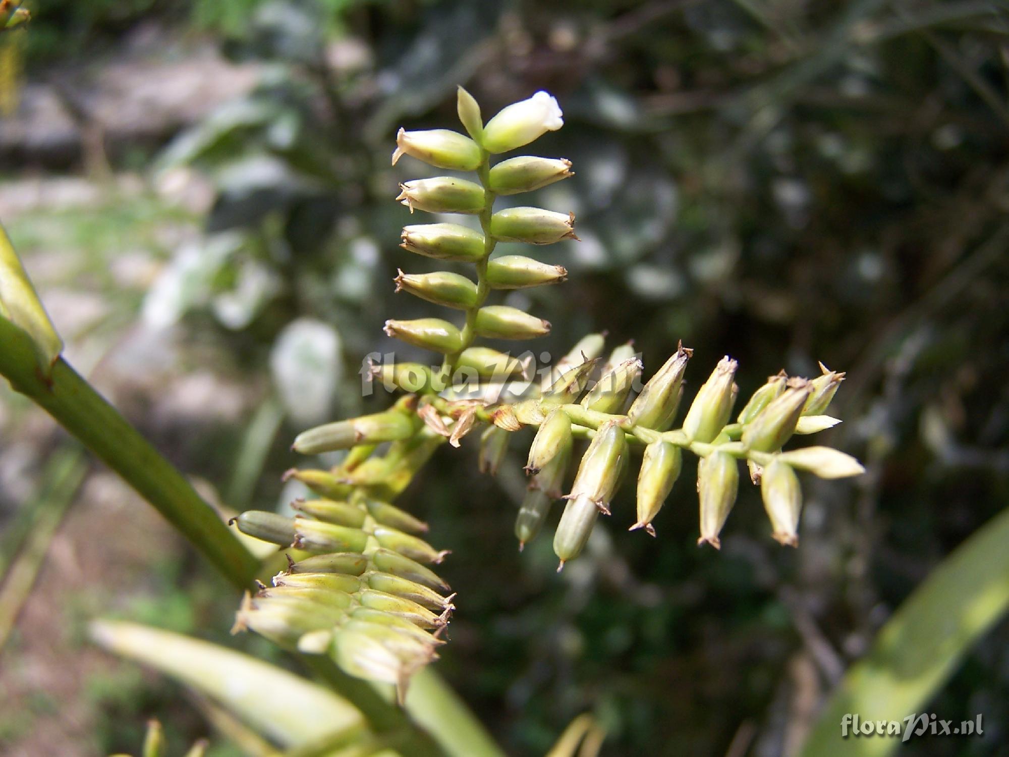 Racinaea multiflora var. multiflora