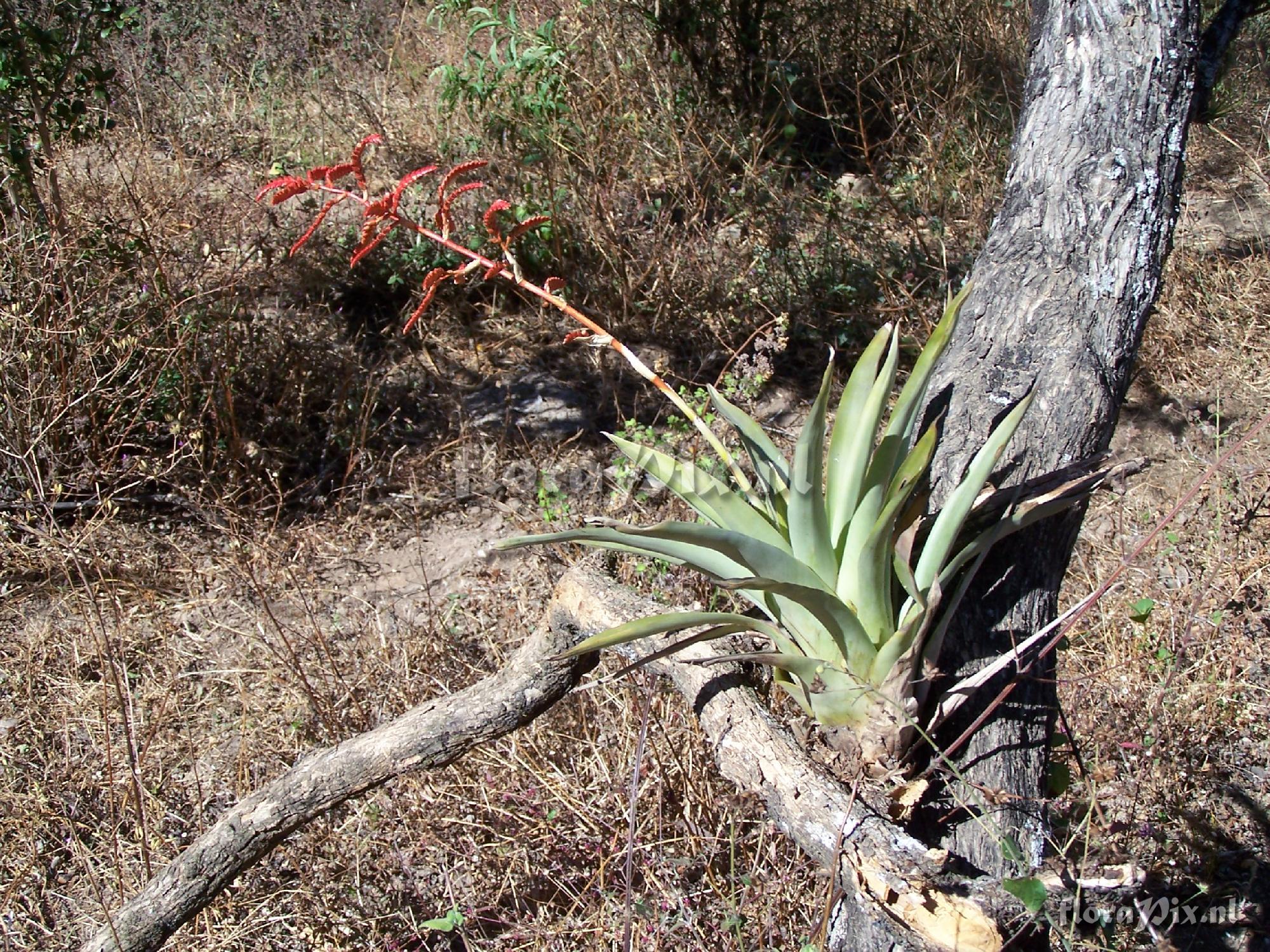 Racinaea multiflora var. tomensis