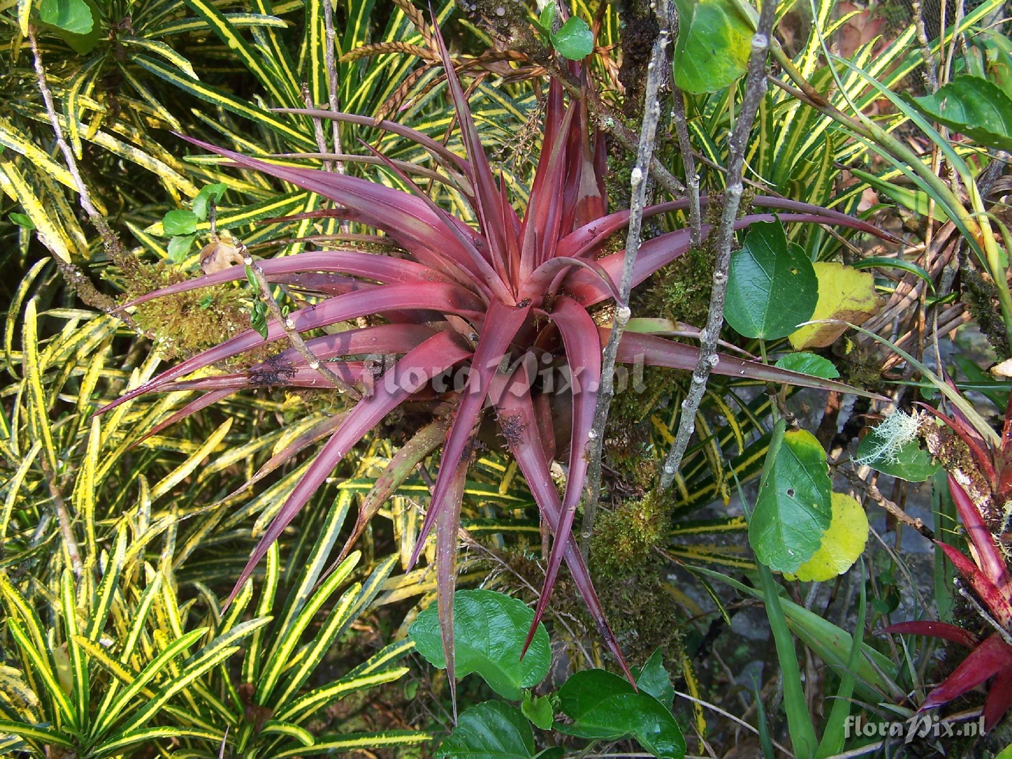 Vriesea cathcartii