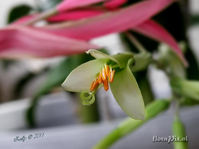 Billbergia sp