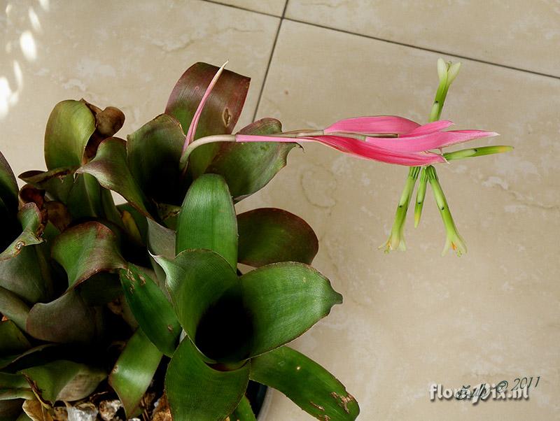 Billbergia sp