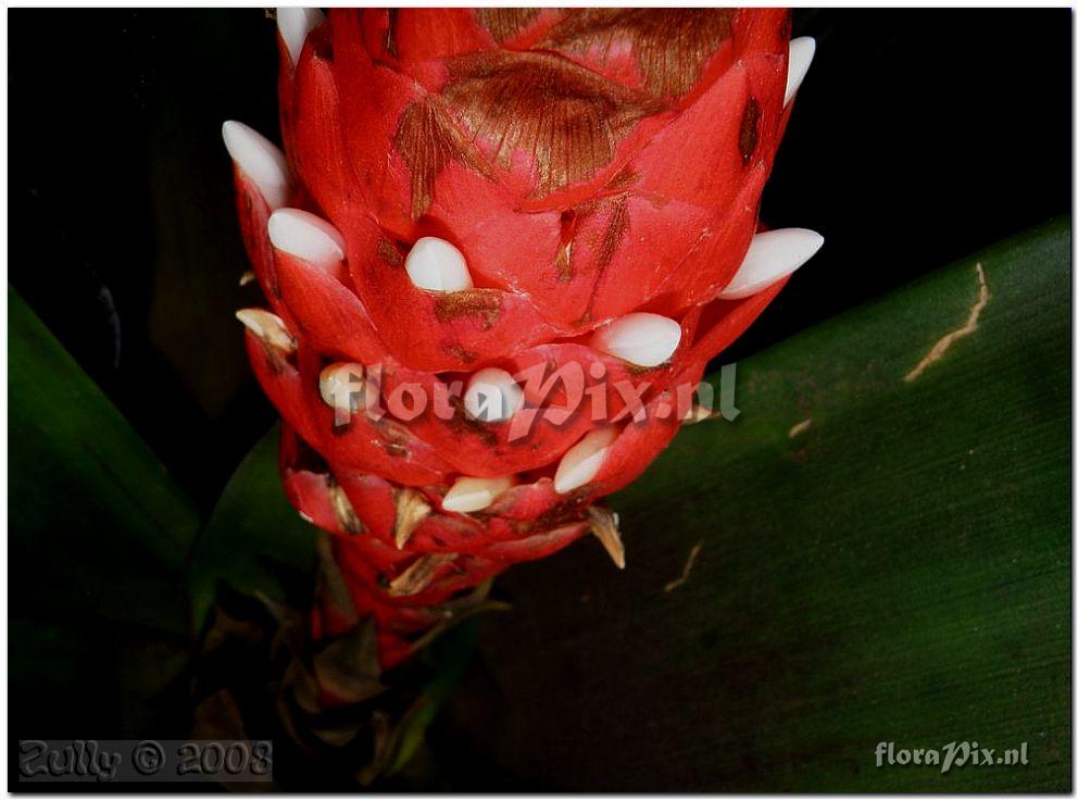 Guzmania desautelsii