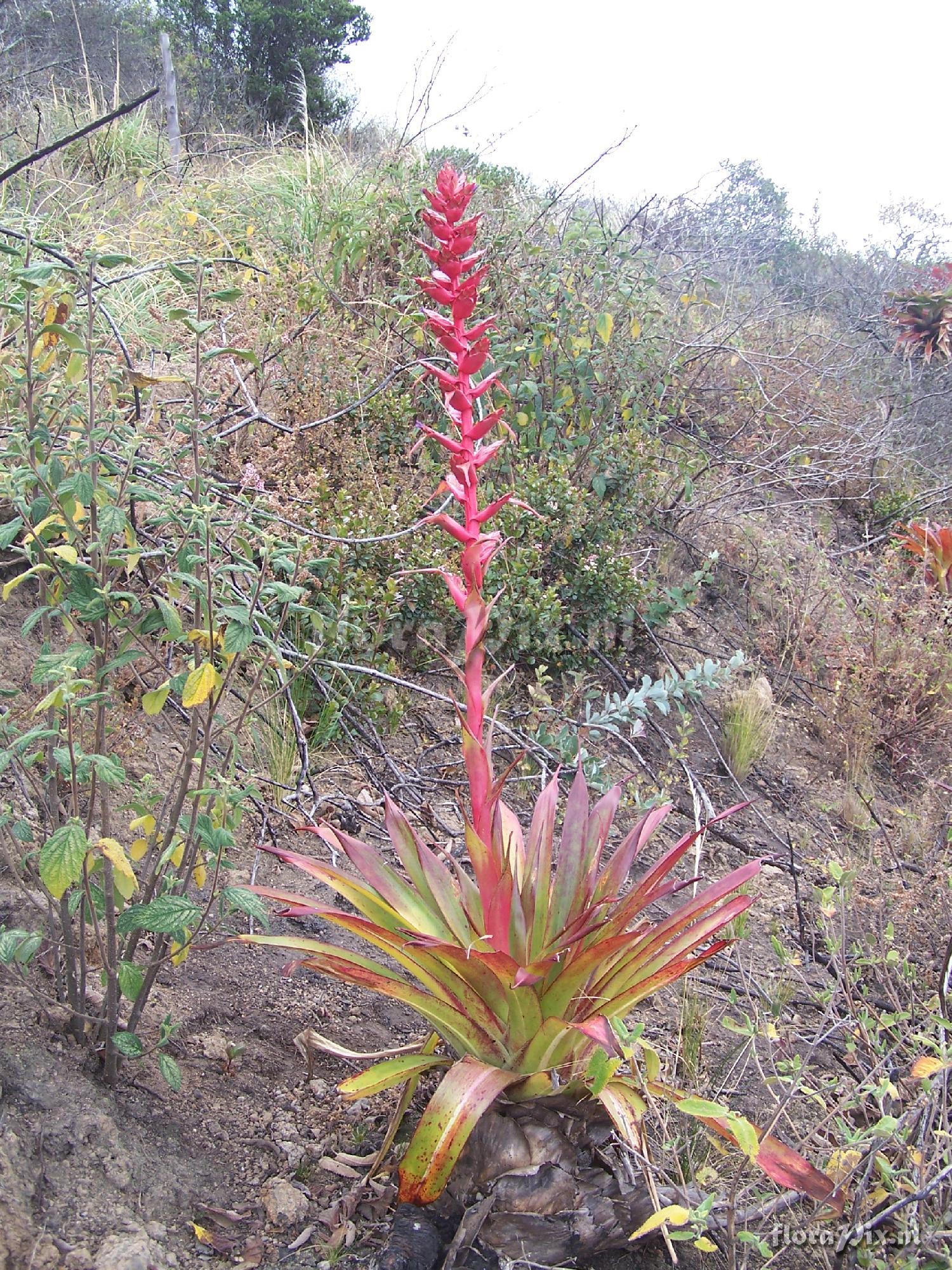 Tillandsia coinensis