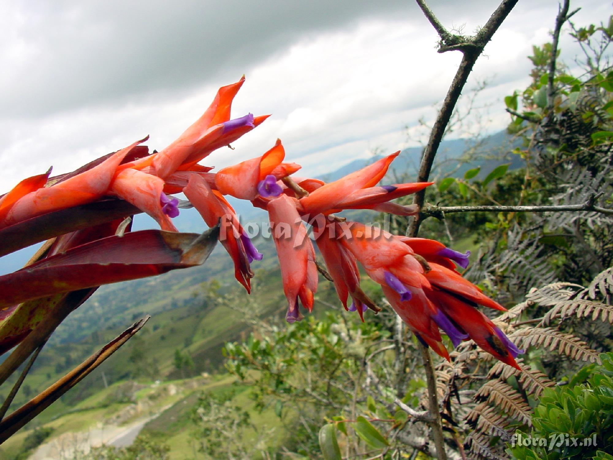 Tillandsia humboldtii