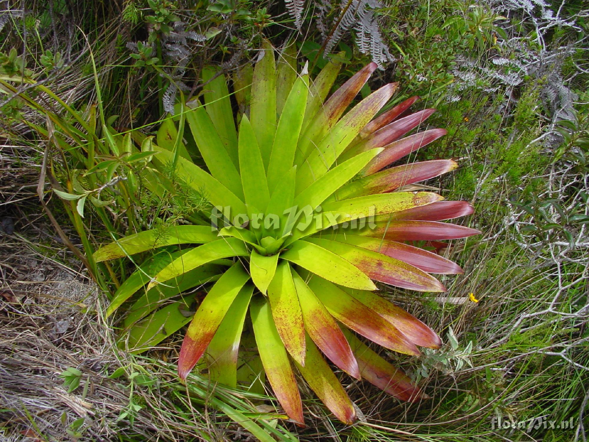 Tillandsia sp.