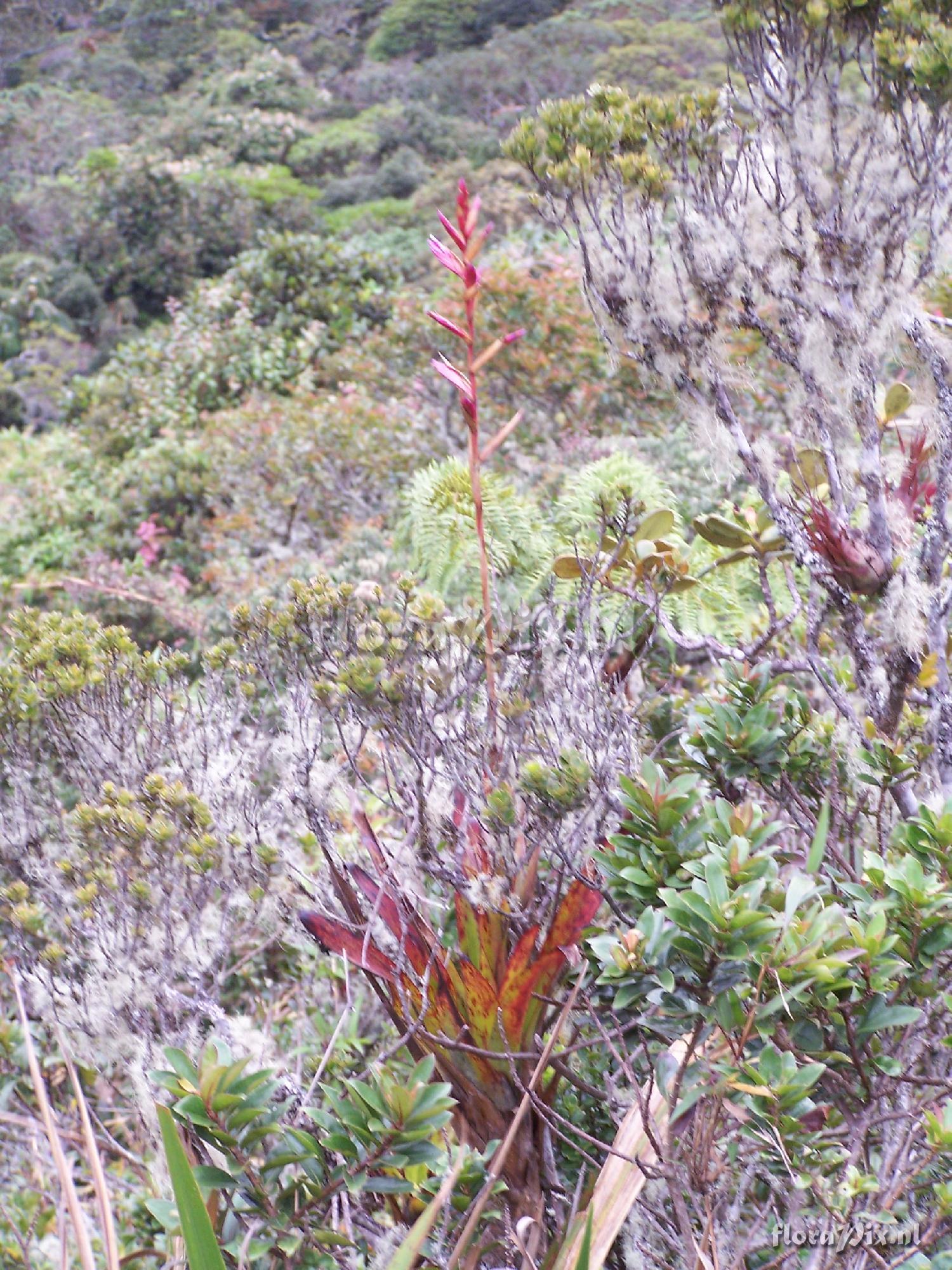 Tillandsia sp.