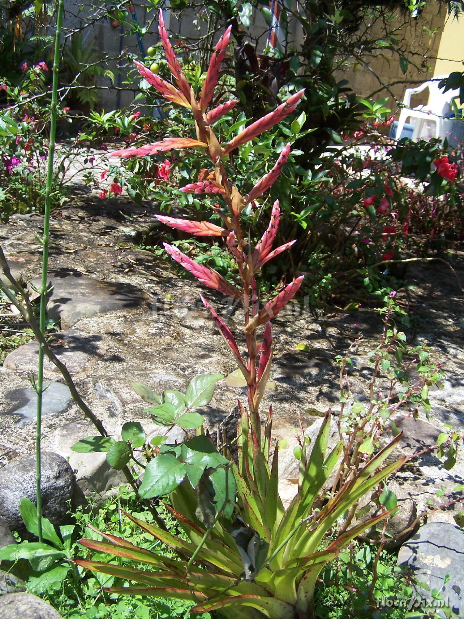 Tillandsia sp.