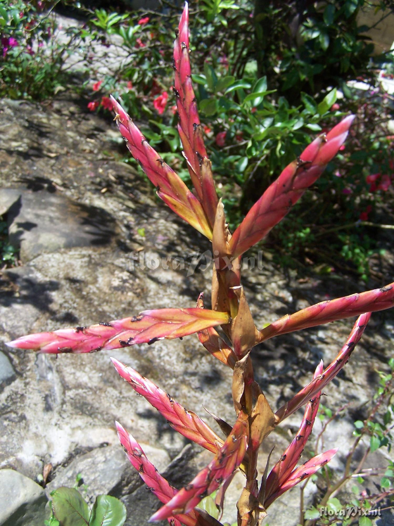 Tillandsia sp.