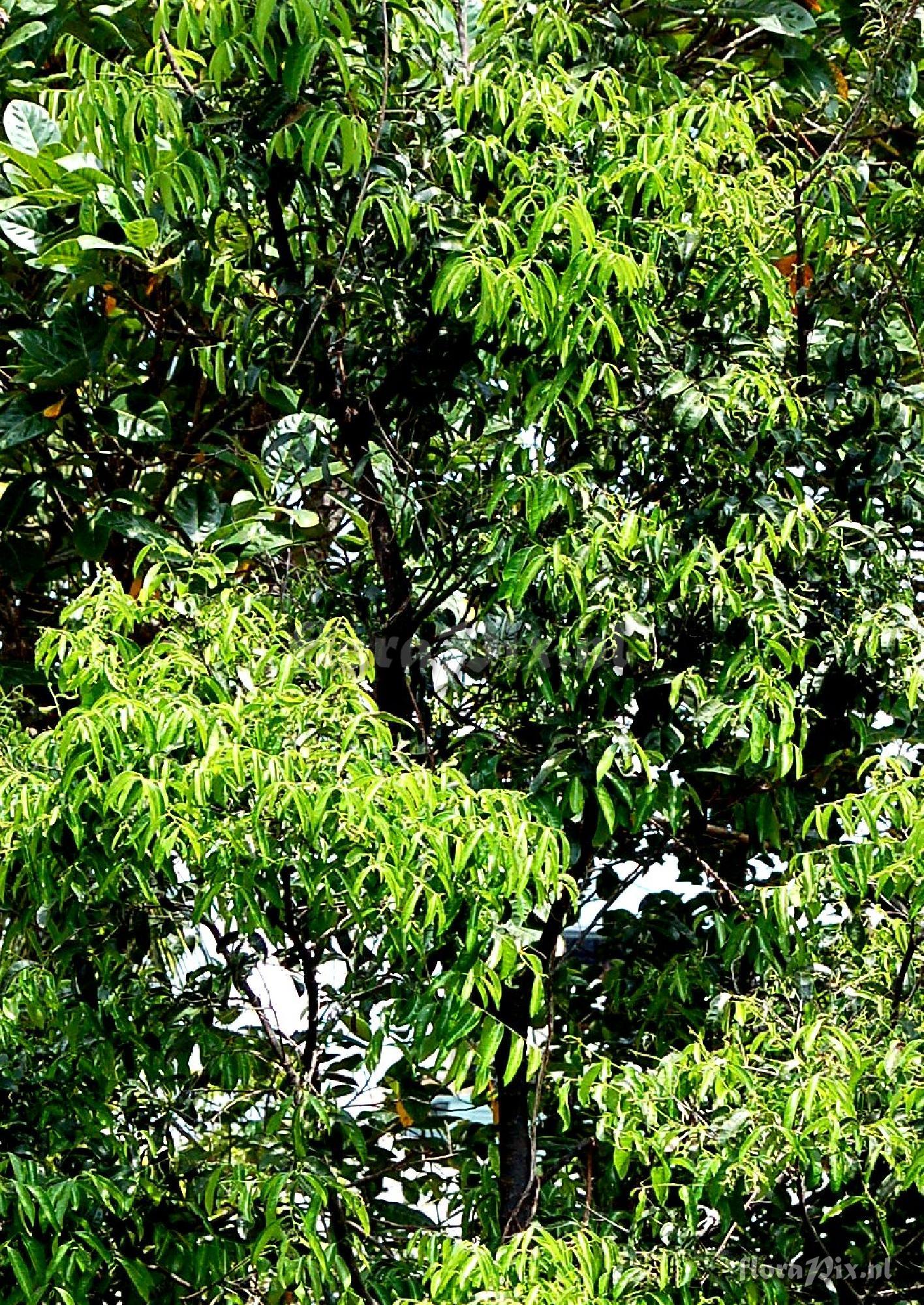 Diospyros sp. Ebenaceae