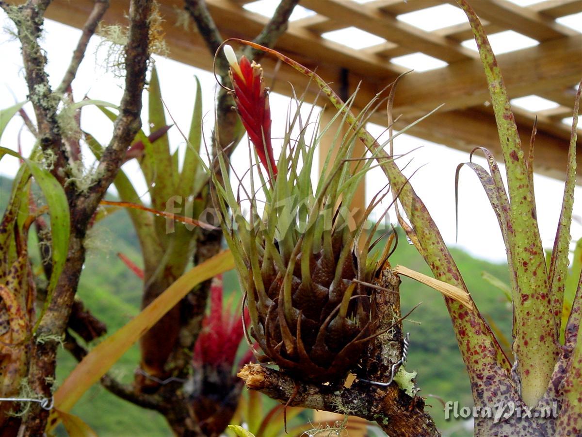 Tillandsia hemkeri