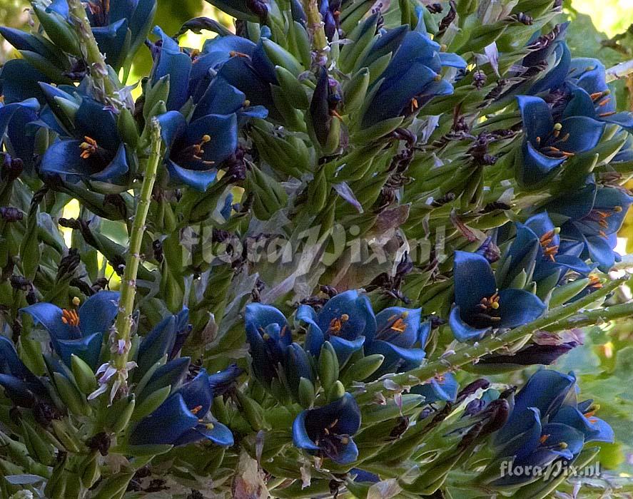 Puya berteroniana