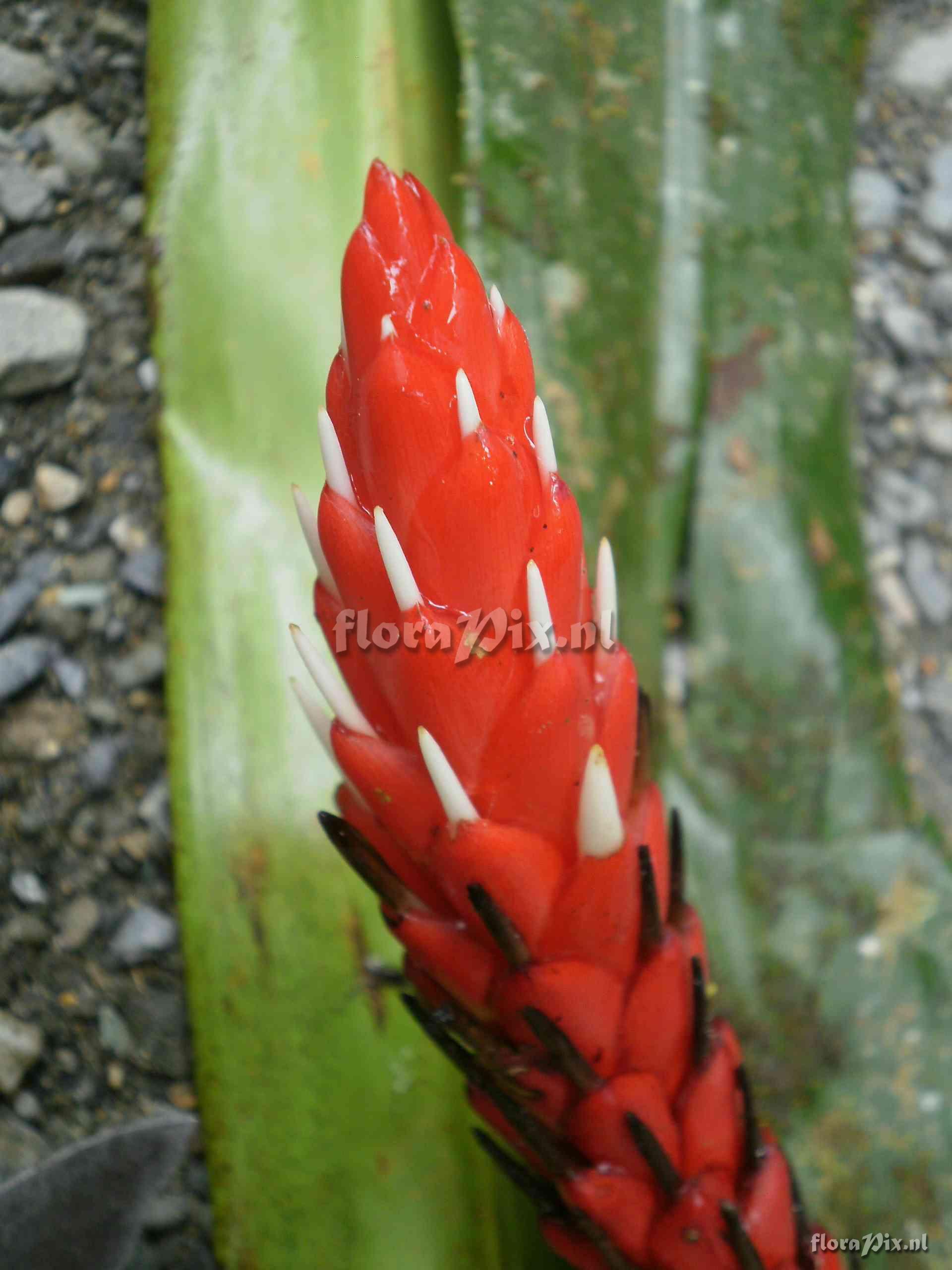 Pitcairnia archeri 