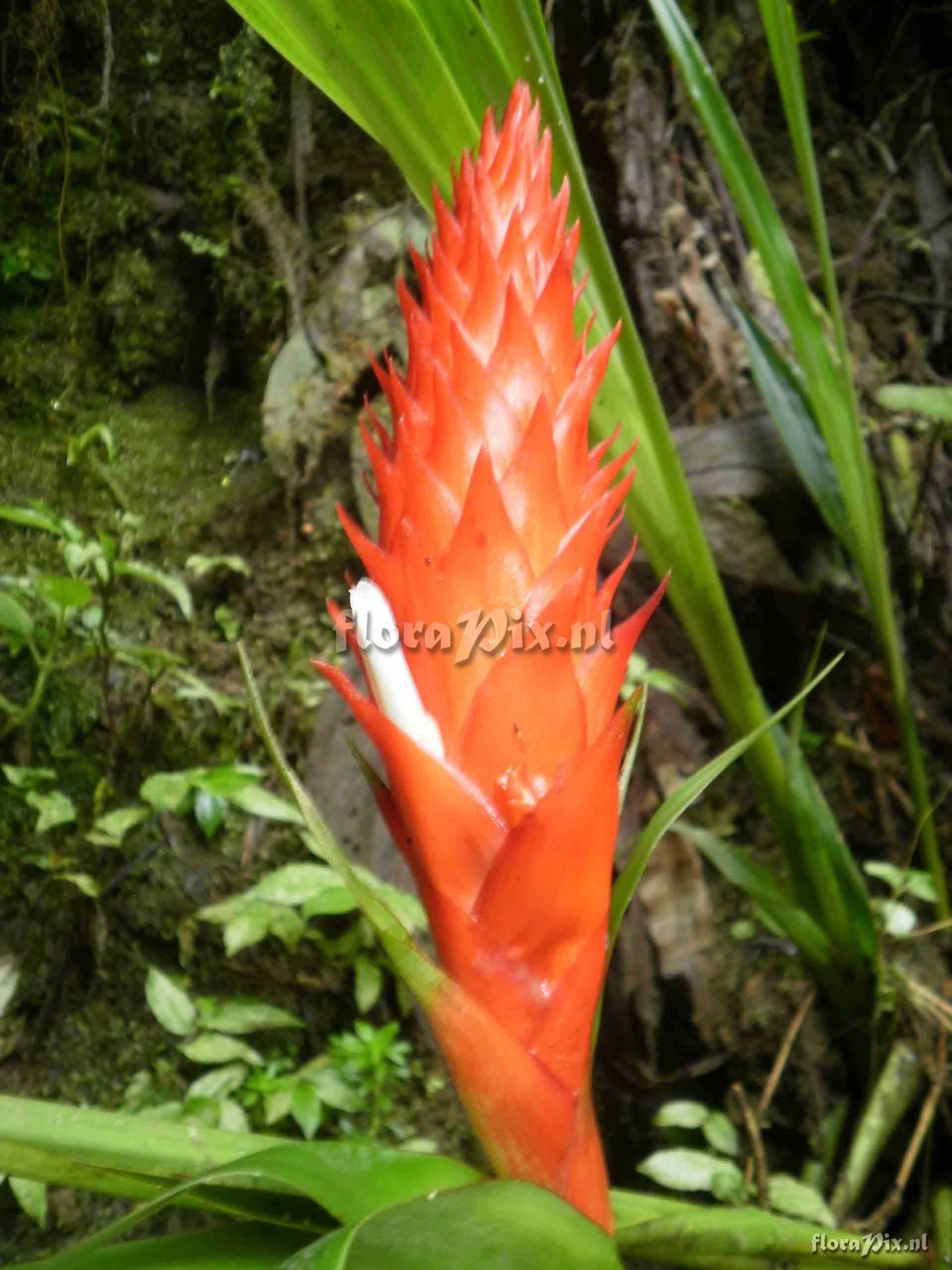 Pitcairnia sp?