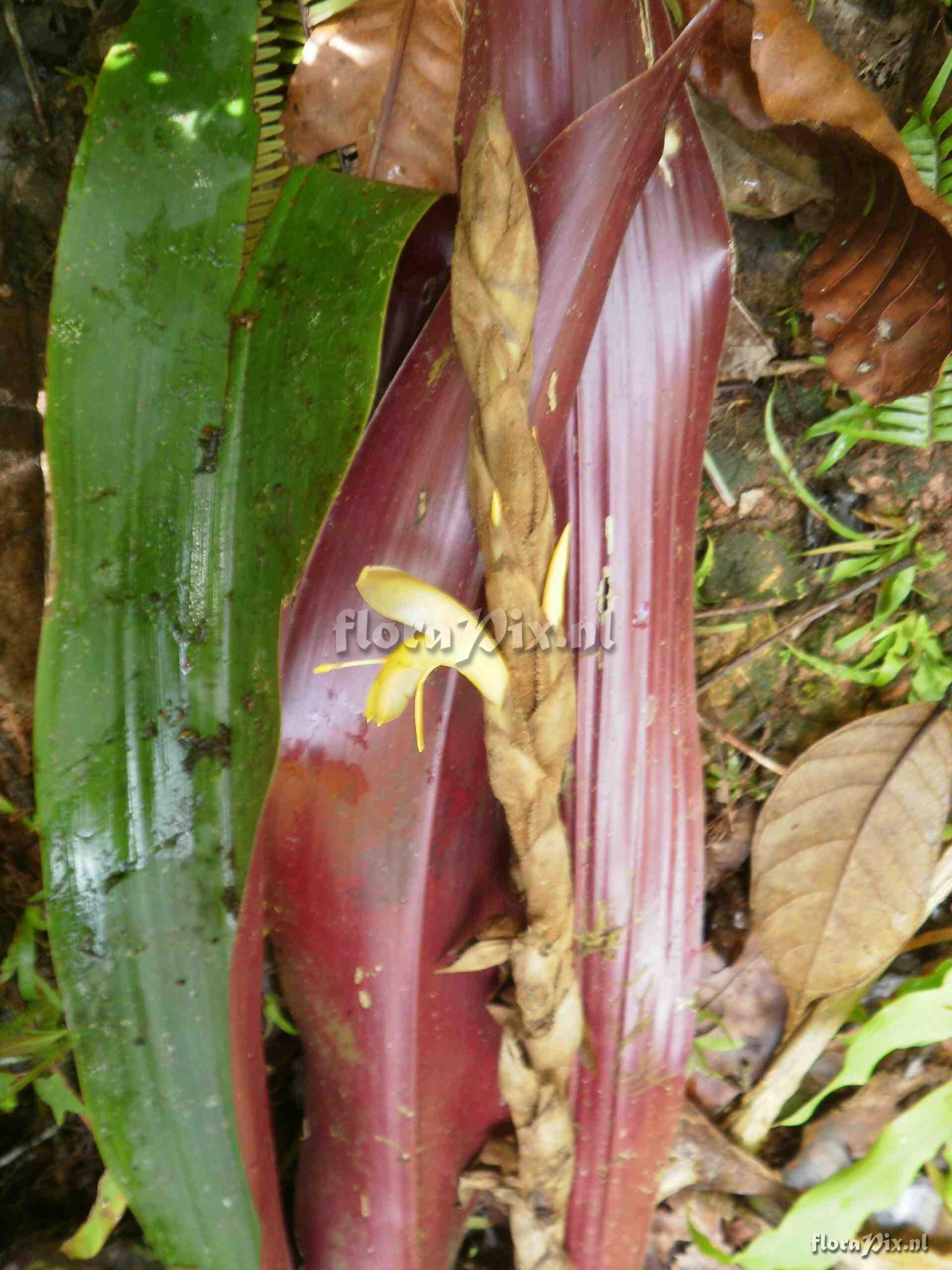 Pitcairnia sp?