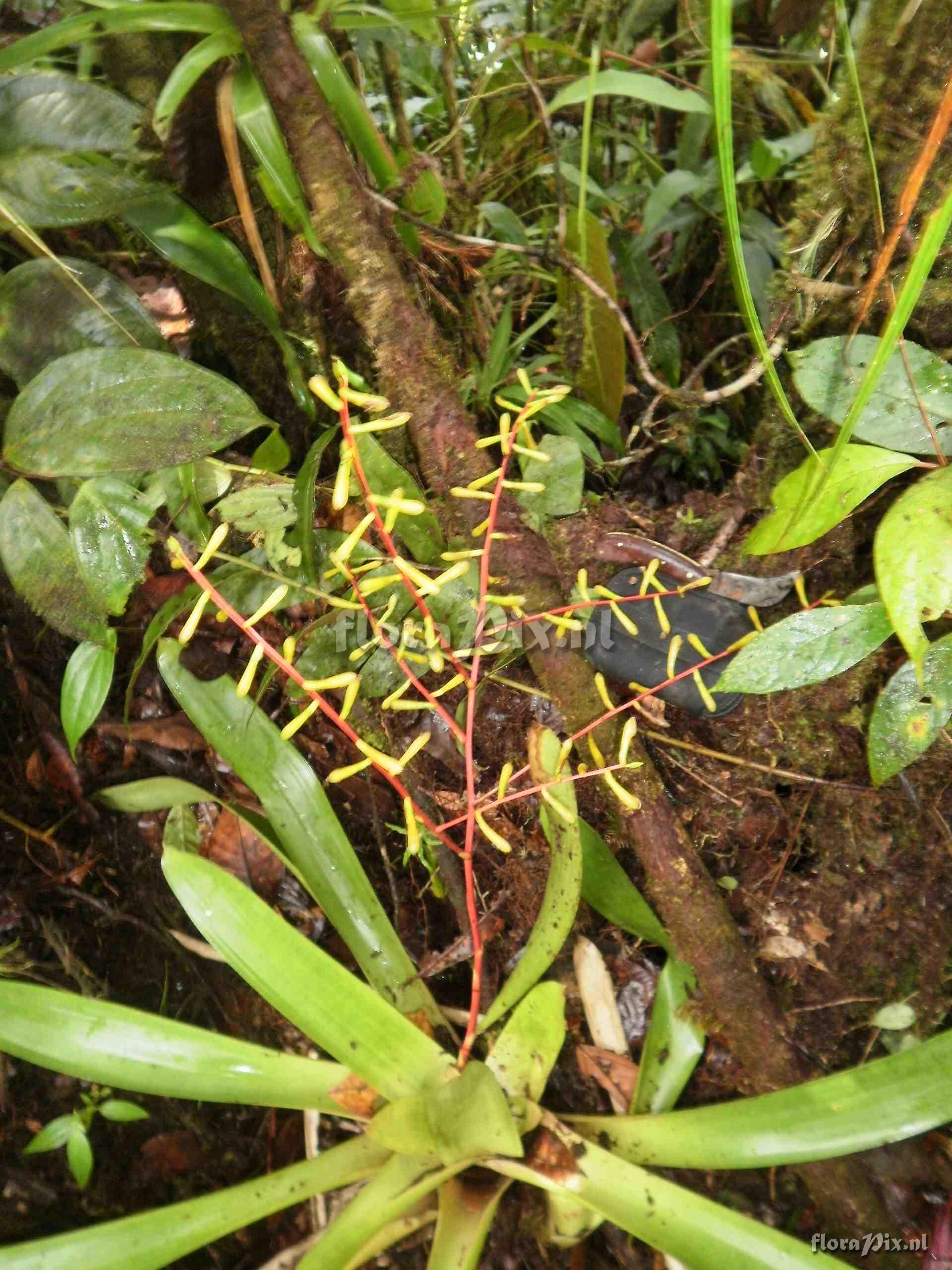 Guzmania cf harlingii