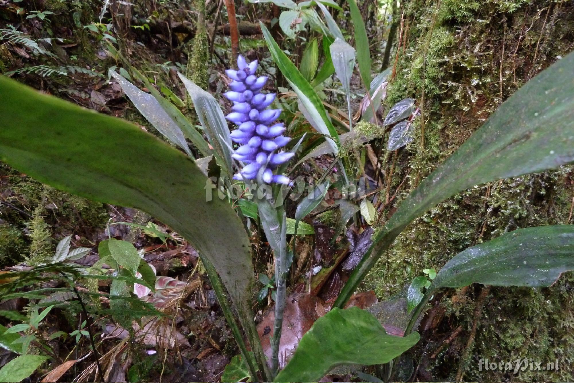 Ronnbergia maidifolia