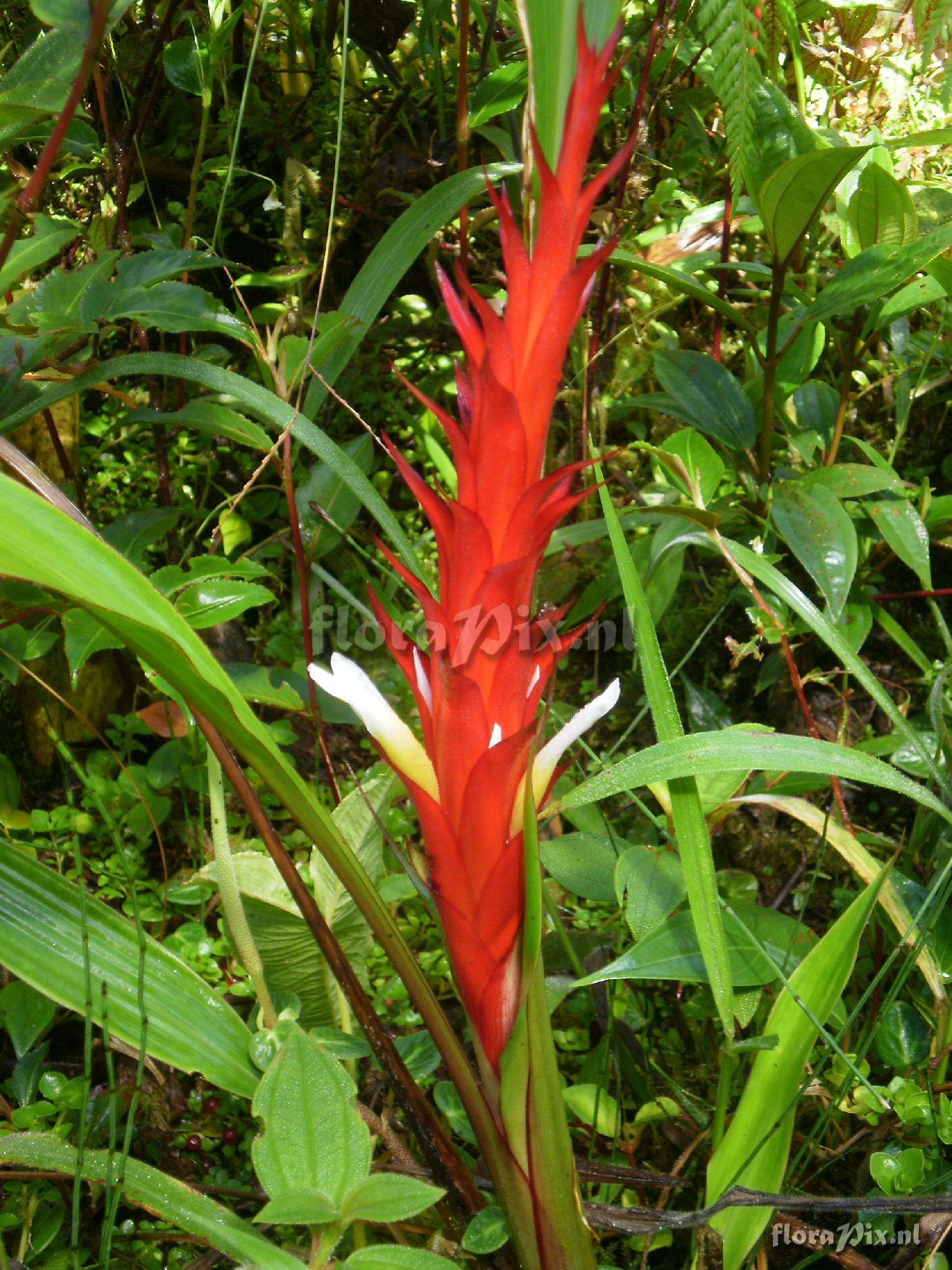 Pitcairnia sp