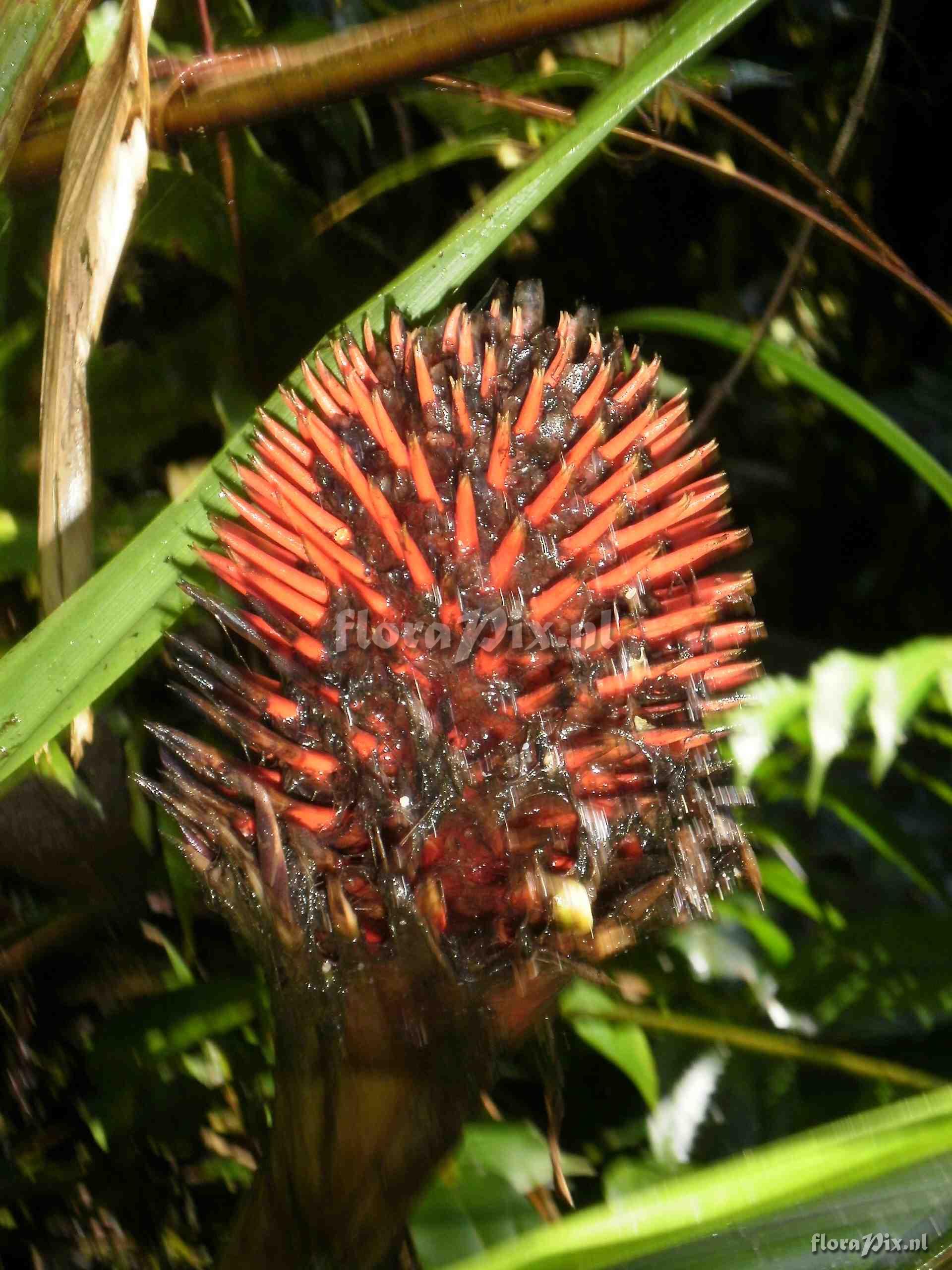 Aechmea sp ?.