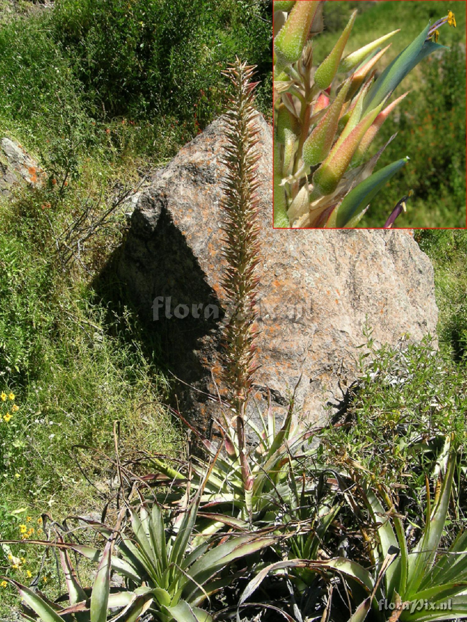 Puya