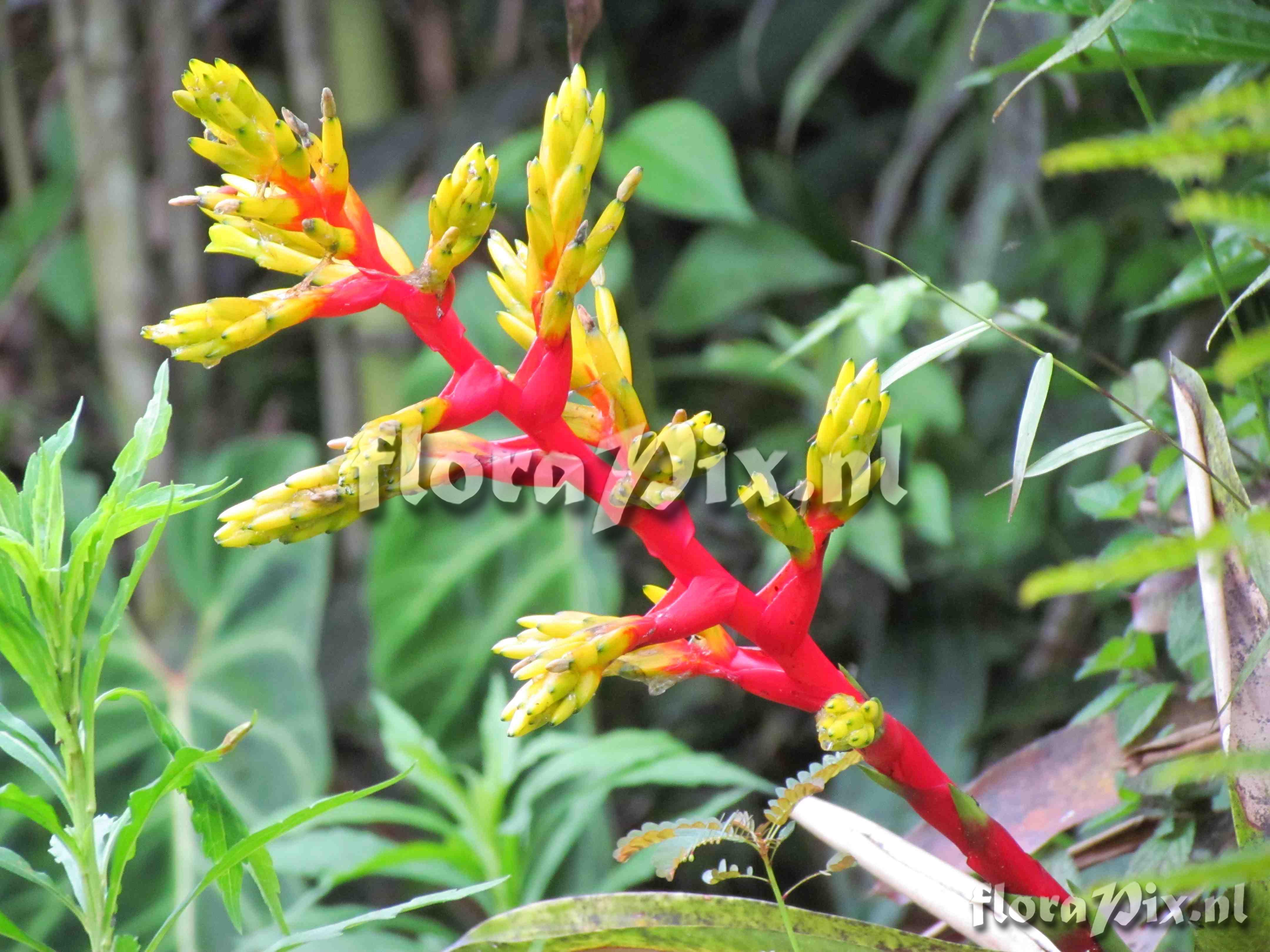 Guzmania cf scherzeriana