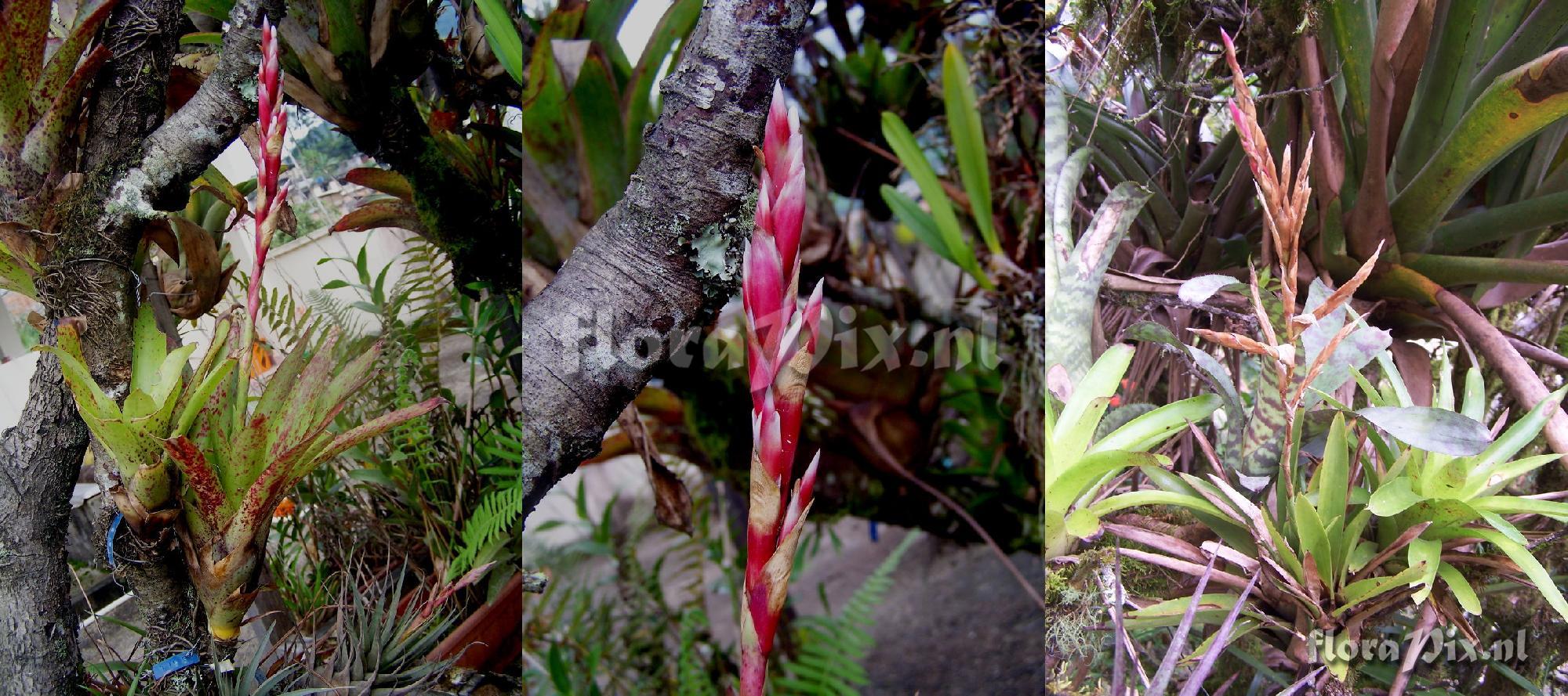 Tillandsia naundorfiae