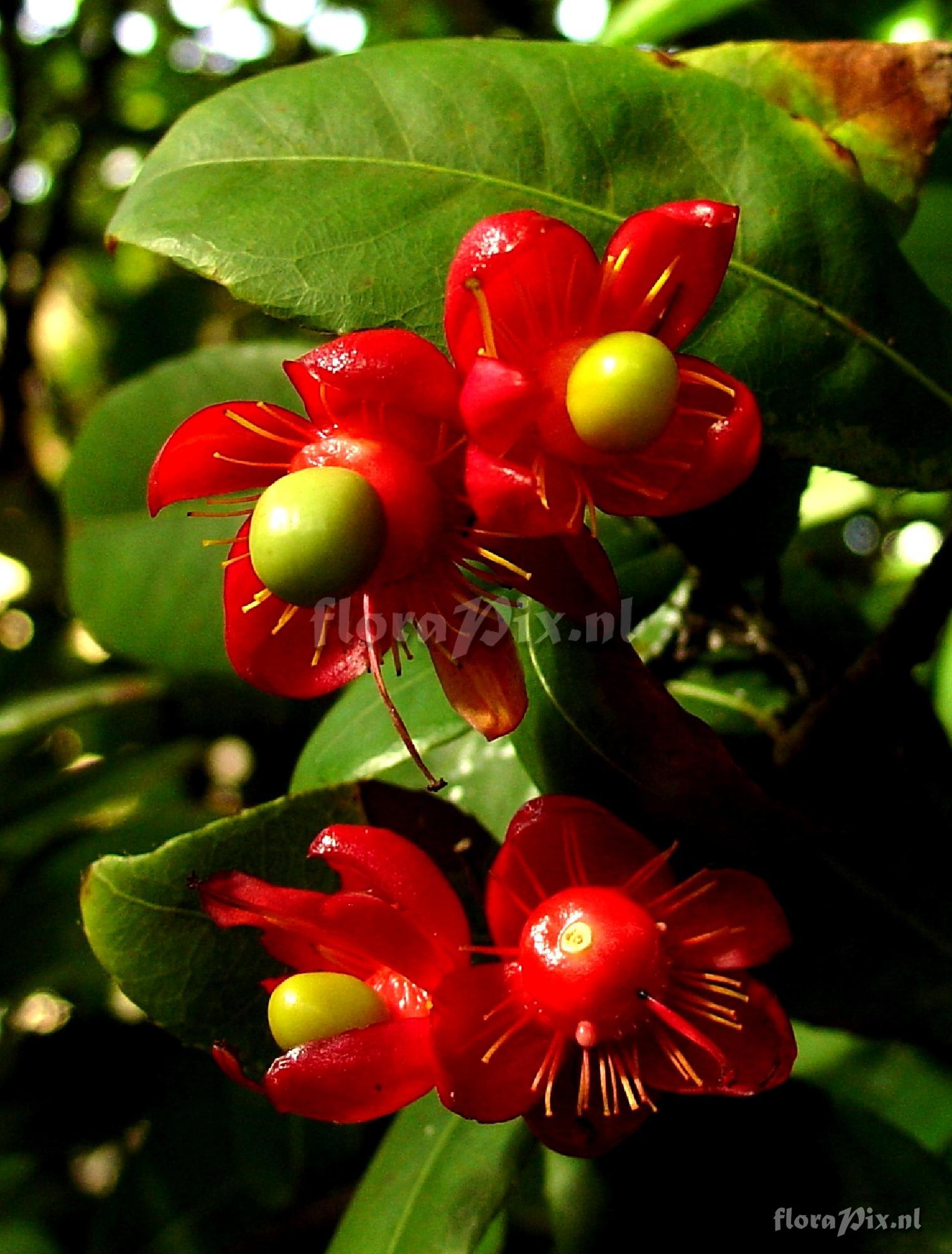 Ochna sp. Fruiting post-floral structures